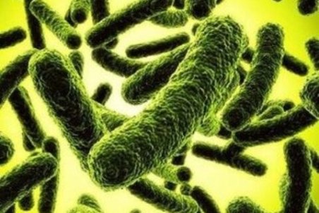 طاعون خیارکی چیست و چه علائمی دارد؟