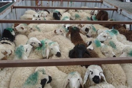 گرانی دلار قاچاق دام زنده به عراق را افزایش داد