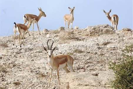 جمعیت آهوان جزیره مرجانی خارگ افزایش یافت