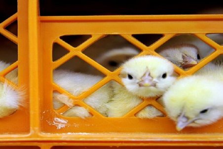 بازار جوجه تعریفی ندارد؛ عرضه جوجه یکروزه ۳۰ درصد کمتر از قیمت تمام شده