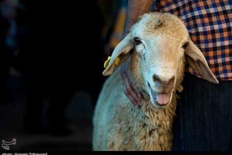 ممنوعیت عرضه دام زنده در روز عید قربان