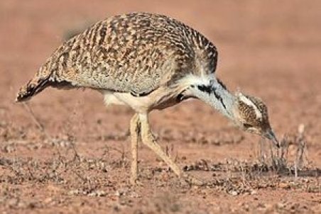 رهاسازی یک قطعه «هوبره» گم شده در پناهگاه حیات‌وحش یخاب