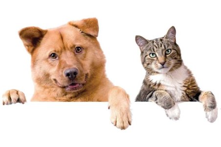 ﻿ نوبت عمل زیبایی حیوان خانگی!