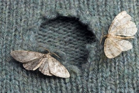 با حشرات موذی در کمد لباسمان چه کنیم؟