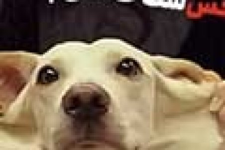 عمل زیبایی حیوانات در ایران تکذیب شد