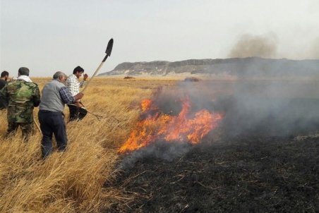 مهار آتش‌سوزی تالاب هامون/ عامل انسانی علت حریق بود