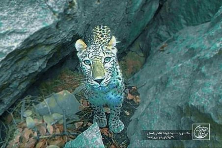 ثبت تصویری ناب از پلنگ ایرانی در کهگیلویه و بویراحمد