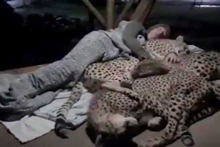 آیا فیلم همزیستی یوزپلنگ‌ها با یک جنگلبان مربوط به مازندران است؟