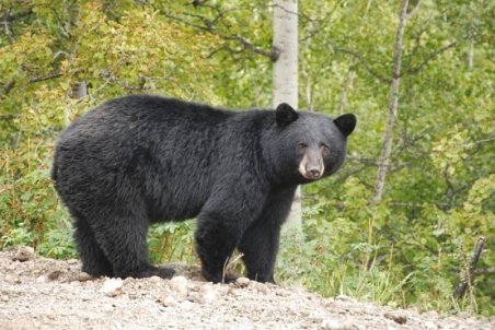 سهل انگاری سبب تلف شدن توله خرس سیاه آسیایی شد