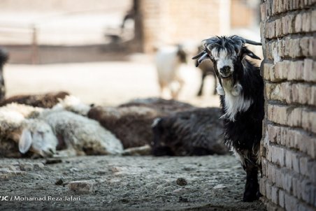 بازار دام تعریفی ندارد؛ انباشتگی ۲.۵ میلیون راس دام سبک در دامداری ها
