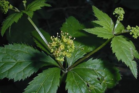 گیاهان دارویی برای کوچک کردن سینه‌ها