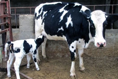 بیماری تب سه روزه در دام‌های استان اصفهان مشاهده نشده است