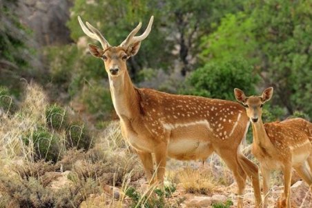 احتمال زایمان یکی از گوزن‌های زرد منتقل‌شده از ایلام به پارک دز