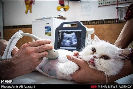 رشد قارچ گونه کلینیک حیوانات در تبریز /عمل زیبائی بر روی حیوانات