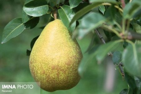 آموزش کاشت درخت گلابی