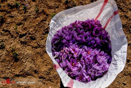 رونق قاچاق زعفران با افزایش موانع صادرات/ زعفران کار مجبور به فروش محصول خود به دلال است