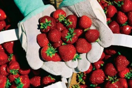 ۷ خاصیت شگفت انگیز توت فرنگی