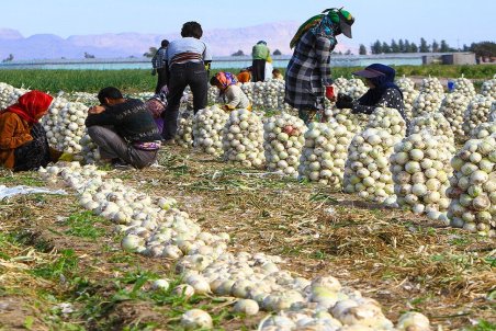 اصفهان، قطب تولید پیاز در کشور