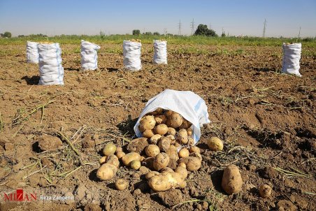 هزینه‌ تولید سیب زمینی دوبرابر قیمت فروش / افزایش قیمت نهاده‌های کشاورزی تا ۳ برابر