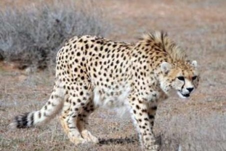 پلنگ مجروح ایلام تلف شد