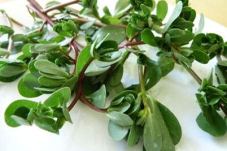 ﻿ کاشت و پرورش گیاه خرفه