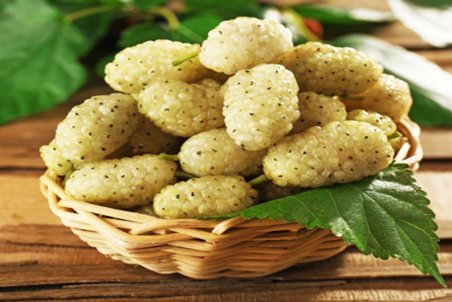 طبع توت سفید گرم است یا سرد؟