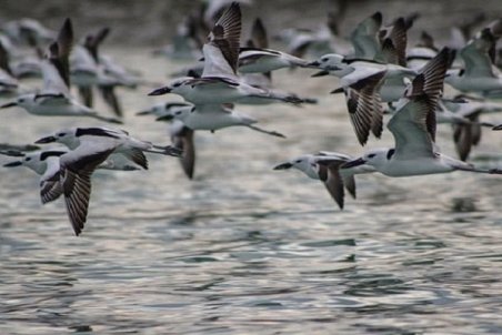 آغازمهاجرت پرندگان/۱۵۰هزارقطعه پرنده مهمان آذربایجان‌غربی می‌شوند