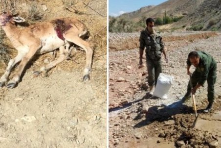 تلف شدن ۲۴ راس از حیات وحش دماوند