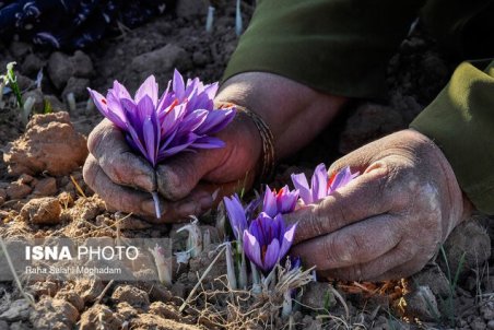 بازار زعفران ایران، مفت دست خارجی‌ها