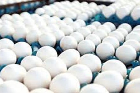 ۷ البرزی دیگر بر اثر کرونا جان باختند