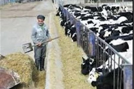 تقاضای ۱۶ سکه رشوه برای اختصاص ارز واردات جو