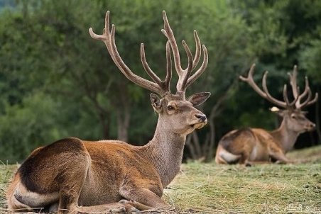 تلف شدن یک مرال در بجنورد حین انتقال/ مسئول: حیوان سوء تغذیه داشت