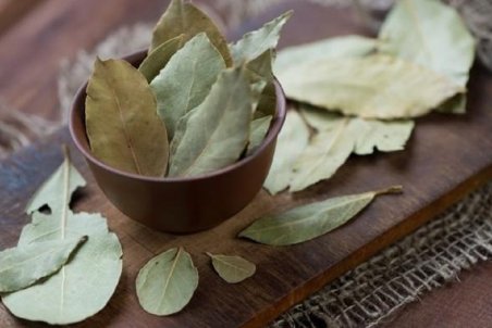 خواص برگ بو؛ گیاهی که یک تنه سرما خوردگی و آنفلوانزا را حریف است