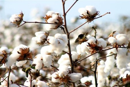 قیمت پنبه جوابگوی هزینه‌های تولید نیست