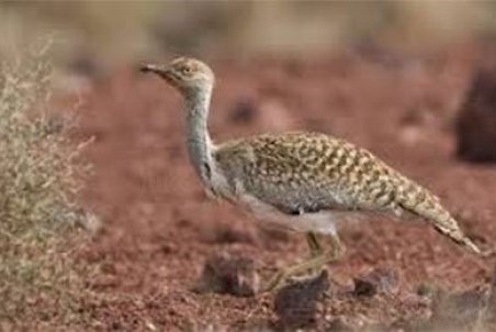 هوبره یا چرز بلوچی به ایرانشهر آمد