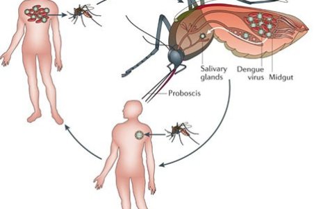 تب دنگی چیست؟ علایم و درمان تب استخوان‌شکن
