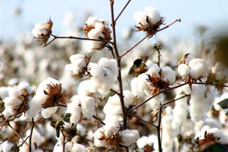نرخ خرید تضمینی پنبه ۲۵ درصد پایین‌تر از هزینه‌های تولید است