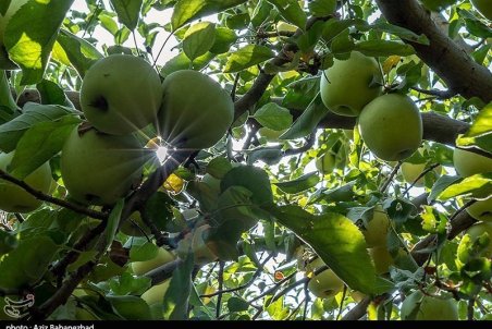 قیمت خرید تضمینی سیب تاکنون در ارومیه اعلام نشده است