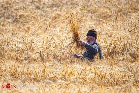 قیمت تضمینی گندم باید حداقل به ۴ هزار و ۵۰۰ تومان باشد