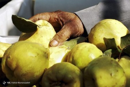 ماجرای واردات میوه چه بود؟/ میوه های ورود موقت سر از بازار داخل در آورد!
