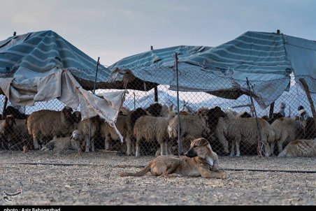 قیمت ارزان دام زنده معیشت عشایر را با مشکل مواجه کرده است