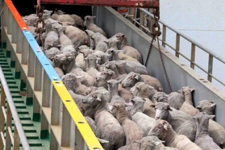 افزایش ۱۰ هزار تومانی قیمت دام زنده بدلیل قاچاق/ ورود دام به تهران کاهش یافت
