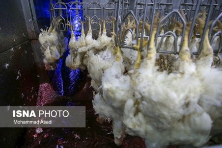 کمبود مرغ زنده، دلیل گرانی مرغ در بازار