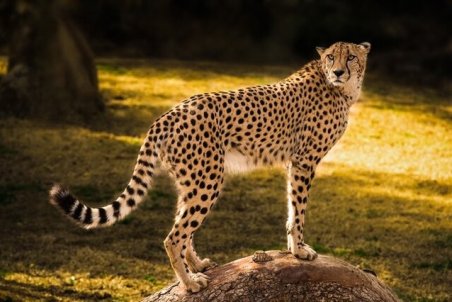 نگرانی از ناپدیدشدن یوزها در خراسان جنوبی