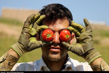 اختلاف قیمت ۷ هزار تومانی گوجه فرنگی از میدان مرکزی تا مغازه