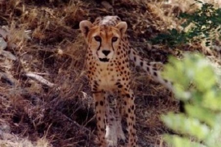 کلانتری: انتقال‌یوزپلنگ‌ها به پارک توران اقدامی ارزشمند برای زادآوری است