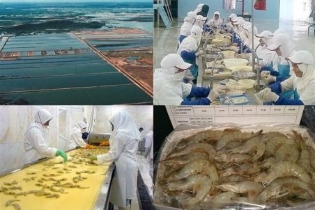 محصول ۵۰ درصد استخرهای پرورش میگوی استان بوشهر برداشت شد