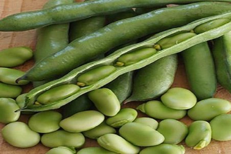 فواید و مضرات محبوب‌ترین حبوبات ایرانی/ باقلا برای چه افرادی مناسب نیست؟