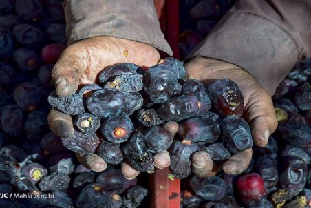 تولید خرما به بالای یک‌ میلیون و ۲۰۰ هزار تن رسید؛ نرخ هر کیلو خرمای مضافتی ۲۲ هزار تومان