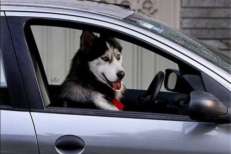 گزارش ویدیوئی| ماجرای هتاکی یک سگ‌گردان به بانوی گیلانی بابت یک تذکر دوستانه